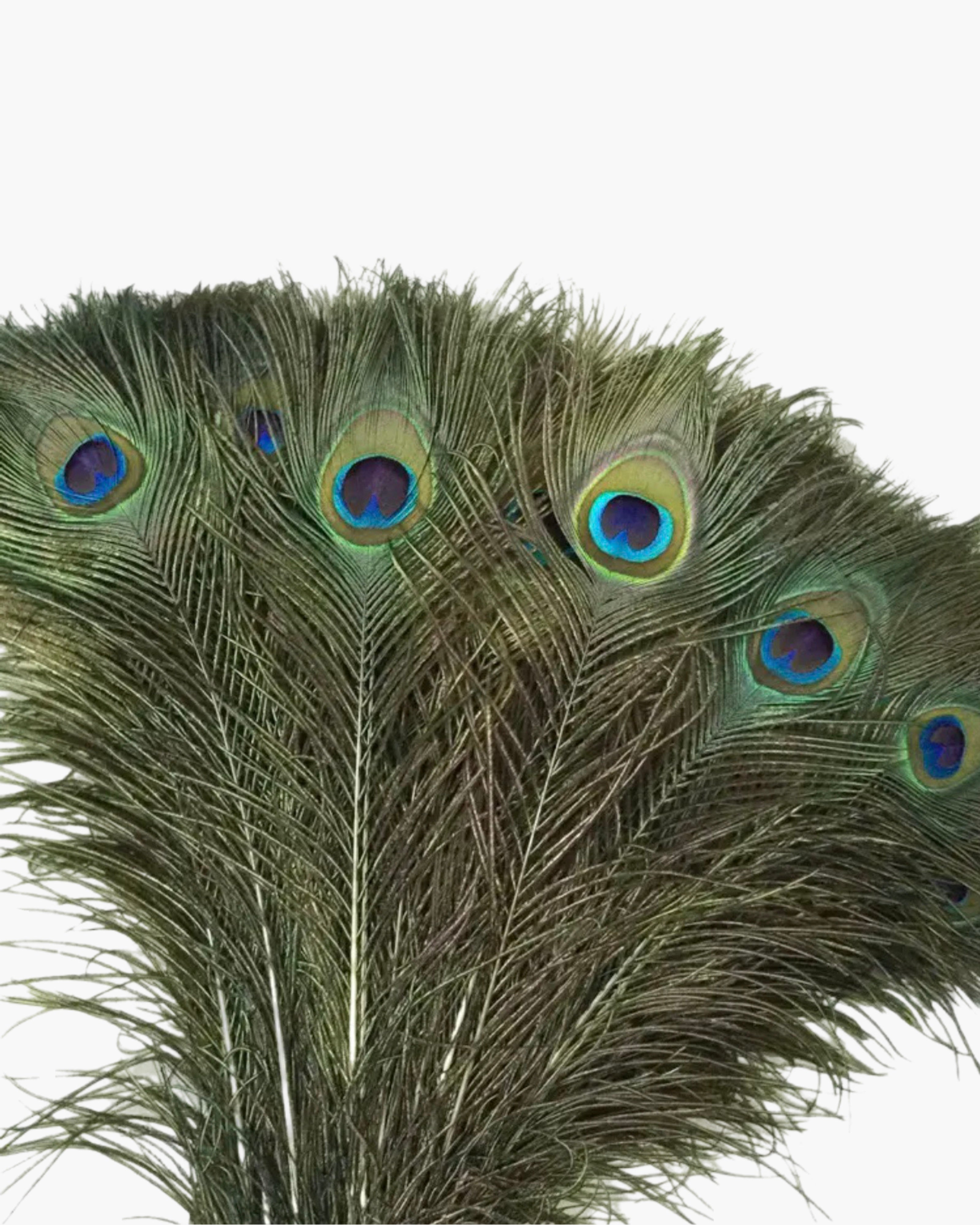 Large Feather Hat Accessory