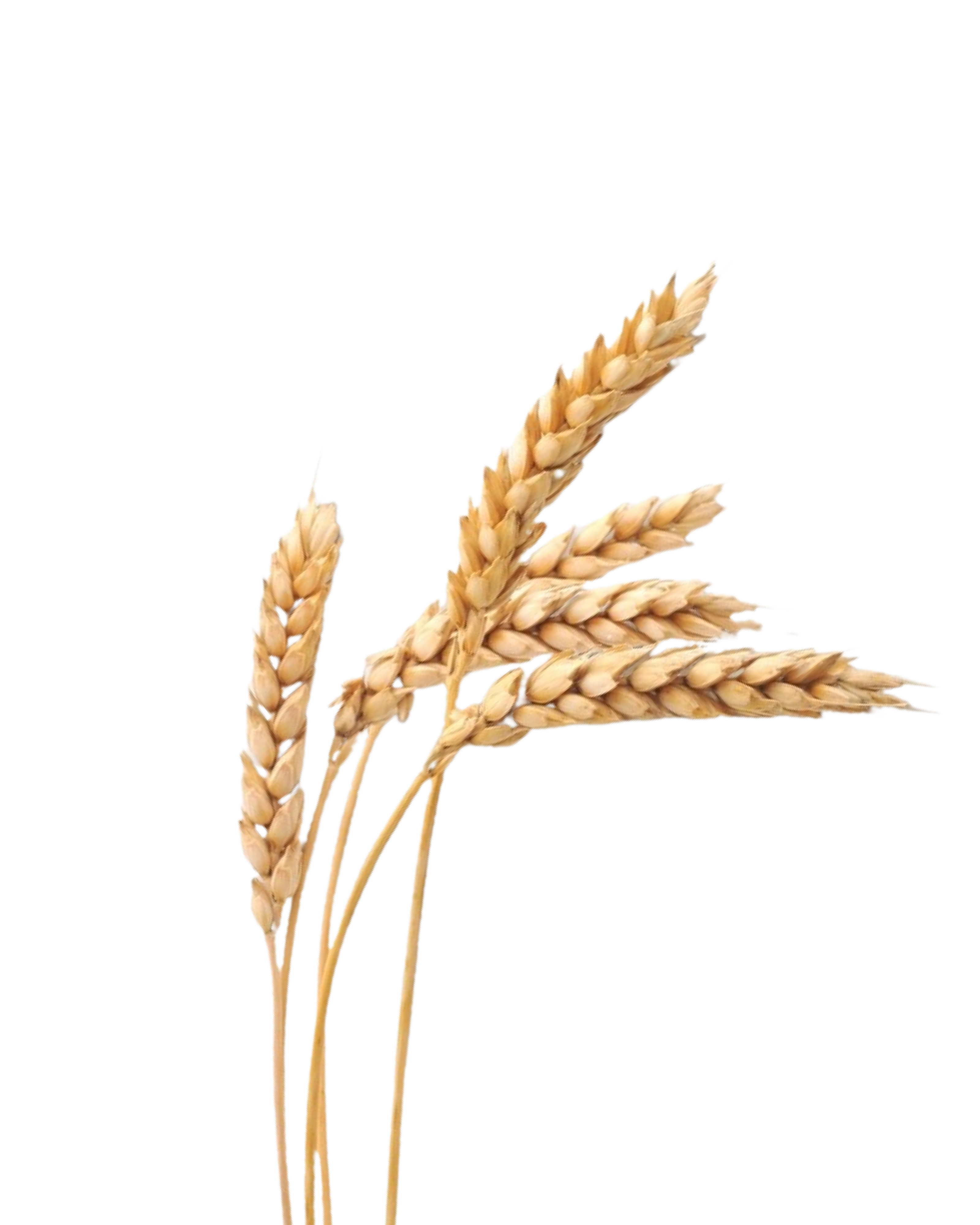 Wheat Hat Accessory